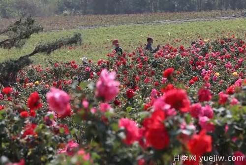 山東昌樂：百畝月季花海 引燃夏日激情(圖2)