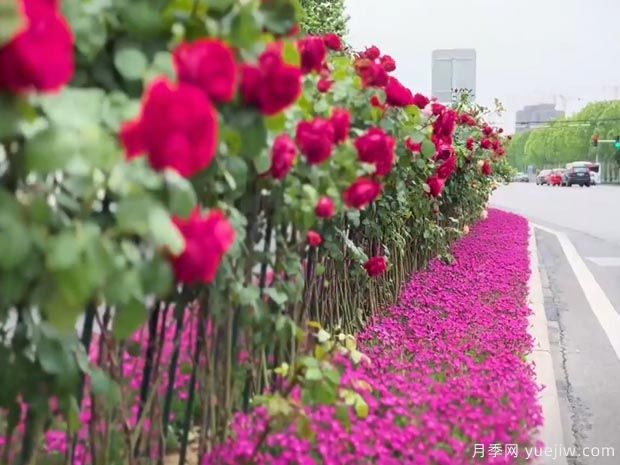 濰坊月季市花文化和景觀圖集(圖6)