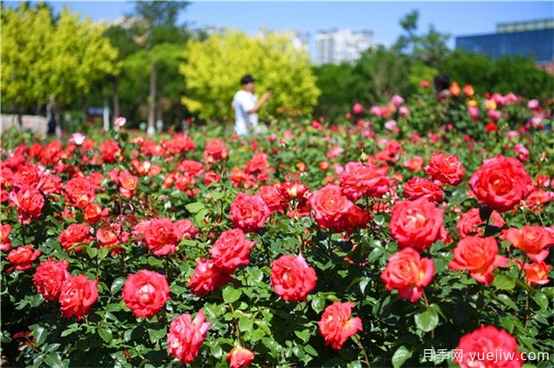 月季花黑斑病如何防治呢？(圖1)