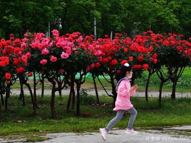 武漢新增多條絕美月季花道，江城處處花海景觀(圖2)