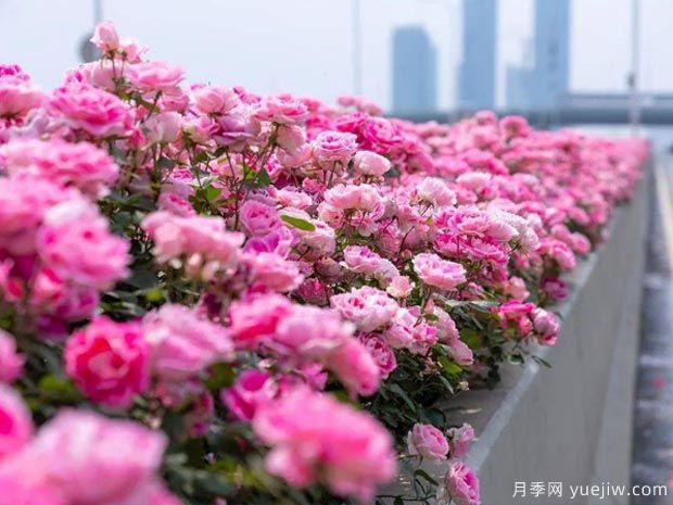 武漢新增多條絕美月季花道，江城處處花海景觀(圖3)