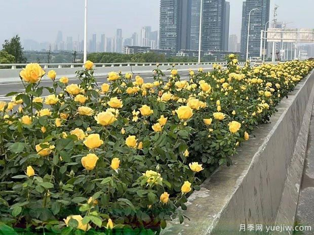 武漢新增多條絕美月季花道，江城處處花海景觀(圖5)