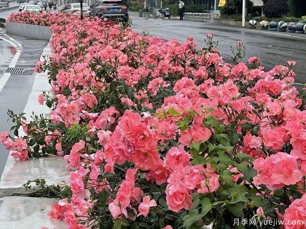 武漢新增多條絕美月季花道，江城處處花海景觀(圖6)