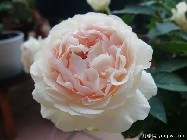 伊芙錢特瑪麗月季(圖1)