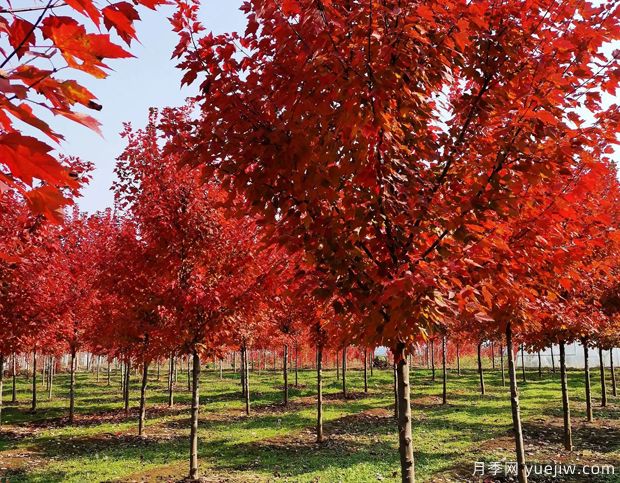 美國(guó)紅楓和日本紅楓的區(qū)別？哪個(gè)好？(圖1)