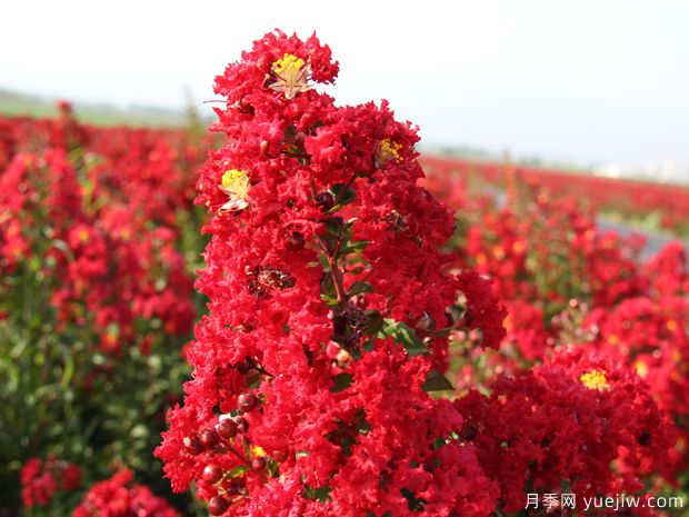 盛夏的紫薇，艷麗火熱(圖1)