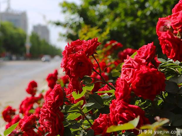 銅川月季市花文化和景觀圖集(圖1)