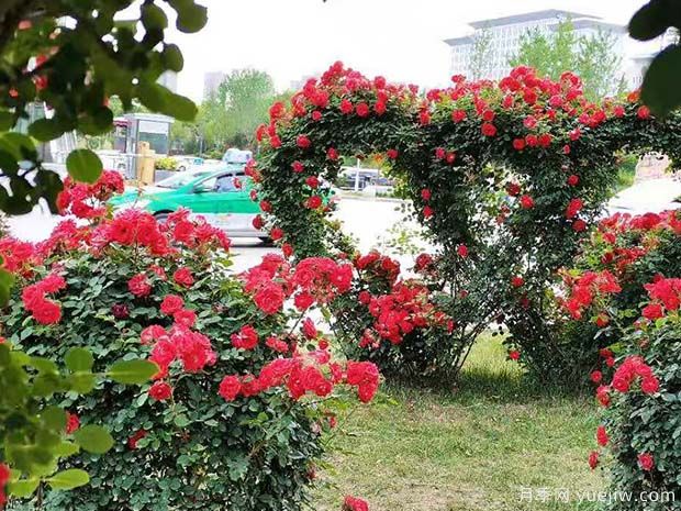 銅川月季市花文化和景觀圖集(圖3)