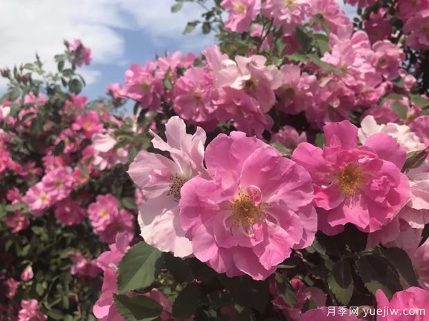 奎屯玫瑰市花文化和月季景觀(圖1)