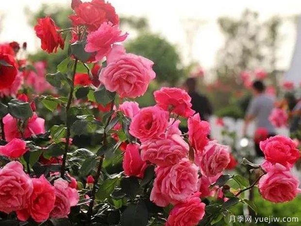 邯鄲月季市花文化和景觀圖集(圖3)