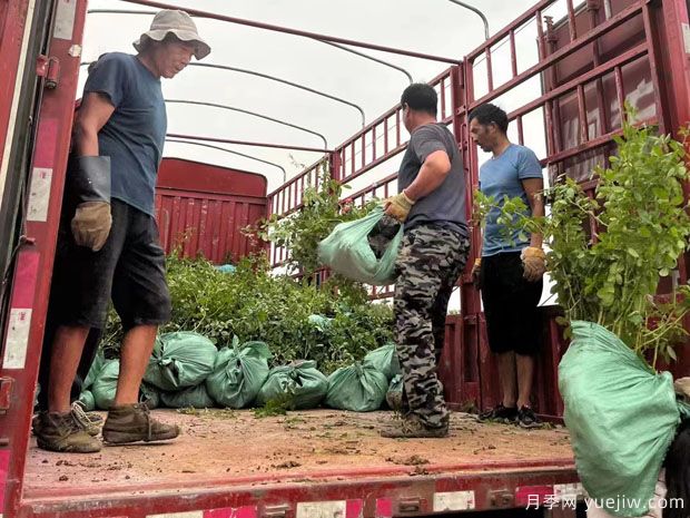 安吉拉月季盆栽苗，60厘米高基地發(fā)貨(圖3)