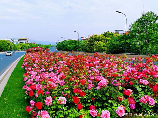 義烏月季市花文化和景觀圖集(圖2)