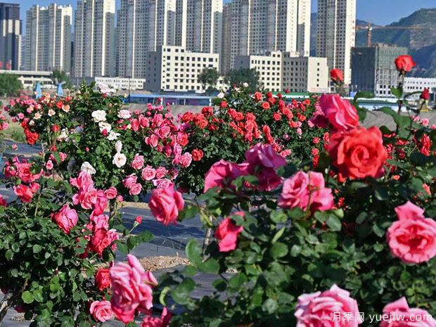 天水月季市花文化和景觀圖集(圖4)