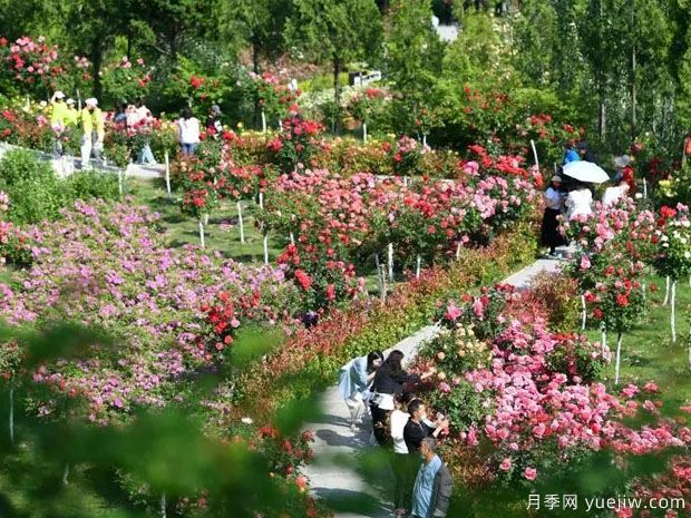 天水月季市花文化和景觀圖集(圖2)