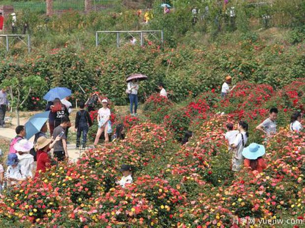 綿陽(yáng)月季市花文化和景觀(guān)圖集(圖3)