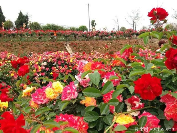 綿陽(yáng)月季市花文化和景觀(guān)圖集(圖5)