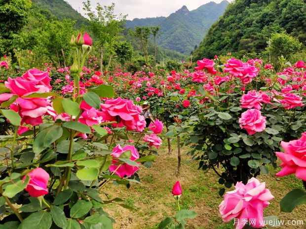 十堰市花文化和月季景觀(圖2)