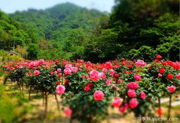 大美月季，十堰這幾處的月季花海等你來觀賞(圖3)