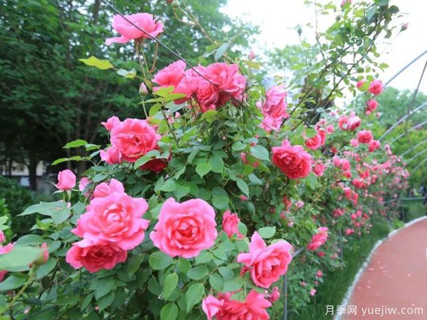 運城月季市花文化和景觀圖集(圖1)