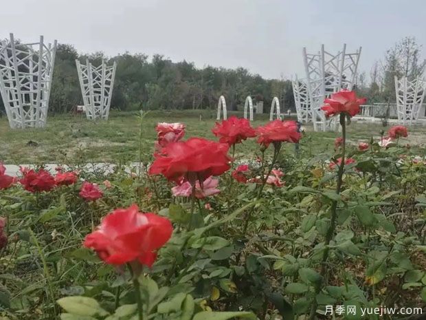 運城月季市花文化和景觀圖集(圖3)