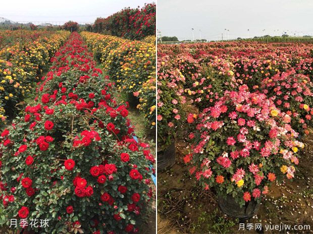 球類(lèi)植物的用途(圖1)