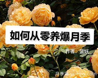 月季圖書：藍妖《如何從零養(yǎng)爆月季》(圖1)