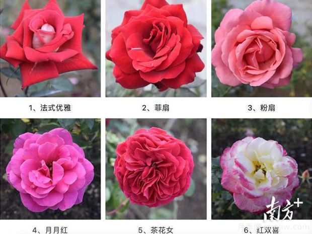 東莞植物園83個(gè)月季花品種盛放，教你如何種月季(圖1)