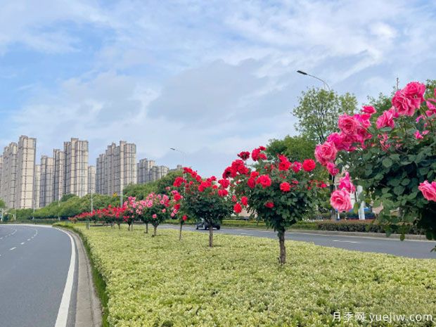 常州月季市花文化和景觀圖集(圖3)