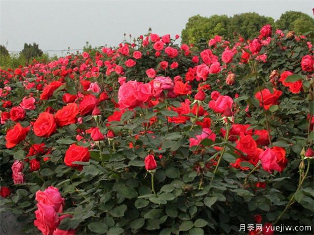 葫蘆島月季市花文化和景觀圖集(圖1)