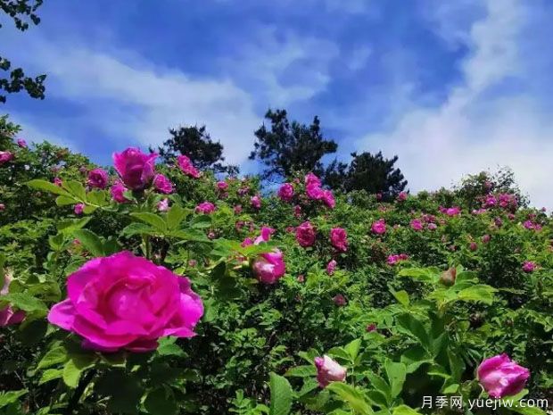 撫順玫瑰市花文化和月季景觀(圖2)