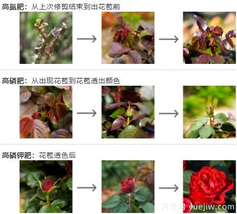 月季秋季施肥養(yǎng)護和注意事項(圖1)