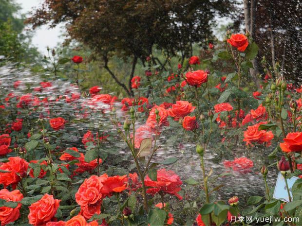 種植月季2000多萬株，鄭州打造月季花城(圖1)