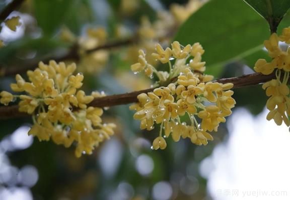 桂花樹(shù)和山月桂的區(qū)別有哪5點(diǎn)？(圖1)