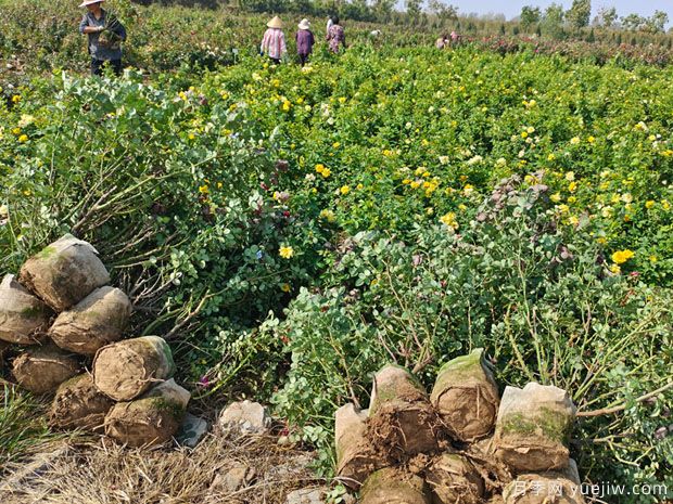 基地多年生5年生歐月盆栽月季大苗出售(圖6)