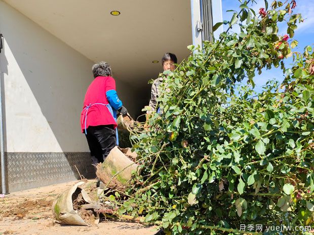 基地多年生5年生歐月盆栽月季大苗出售(圖7)