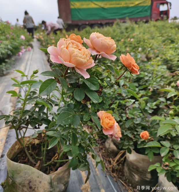 果汁陽(yáng)臺(tái)大缽美植袋苗基地批發(fā)(圖5)