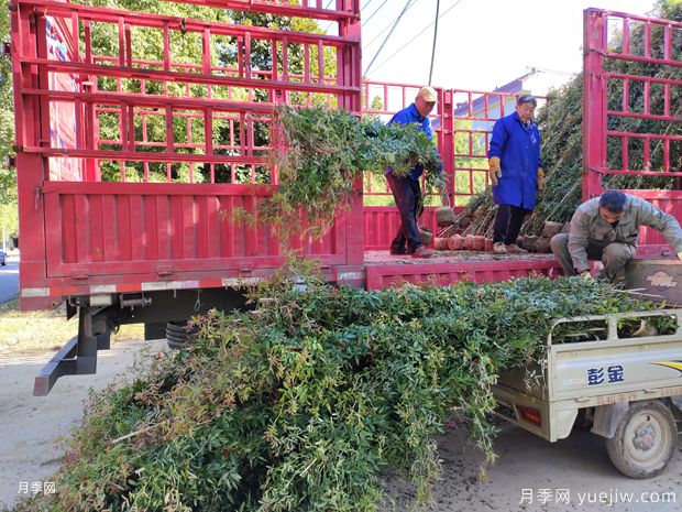 3米高藤本月季用于綠化花墻和拱門(圖4)