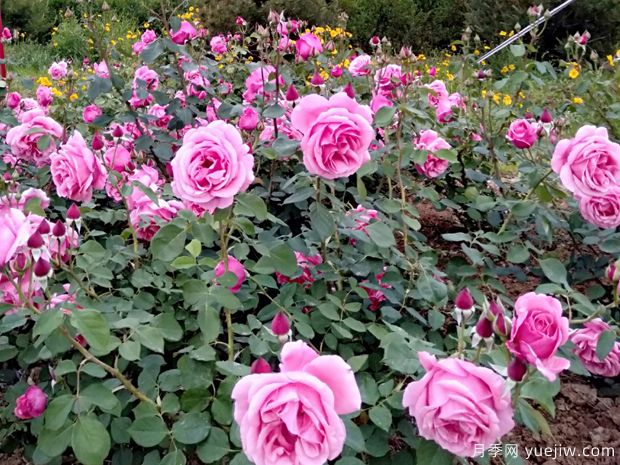 萊州月季市花文化和景觀圖集(圖2)