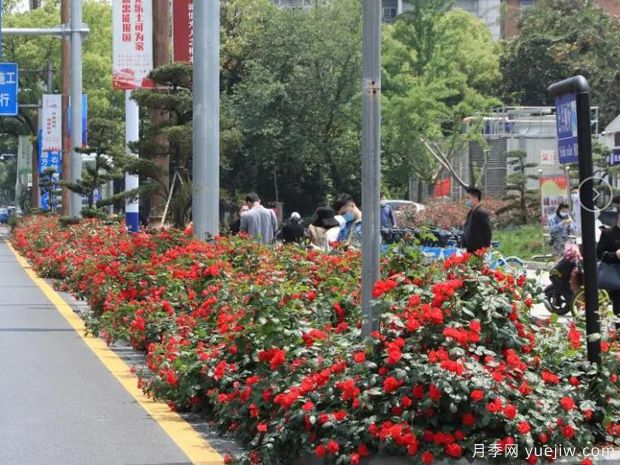 南昌月季市花文化和景觀圖集(圖4)