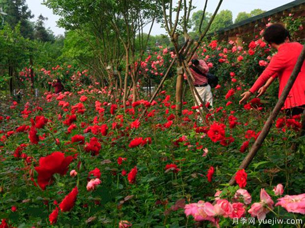 郴州月季市花文化和景觀圖集(圖2)