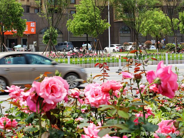 衡陽月季市花文化和景觀圖集(圖2)