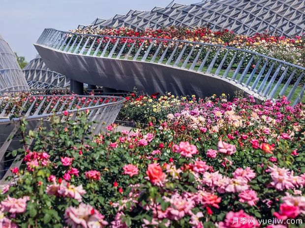 上海辰山植物園月季園獲世界優(yōu)秀月季園稱號(圖1)