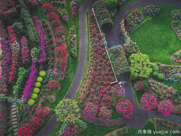 上海辰山植物園月季園獲世界優(yōu)秀月季園稱號(圖2)