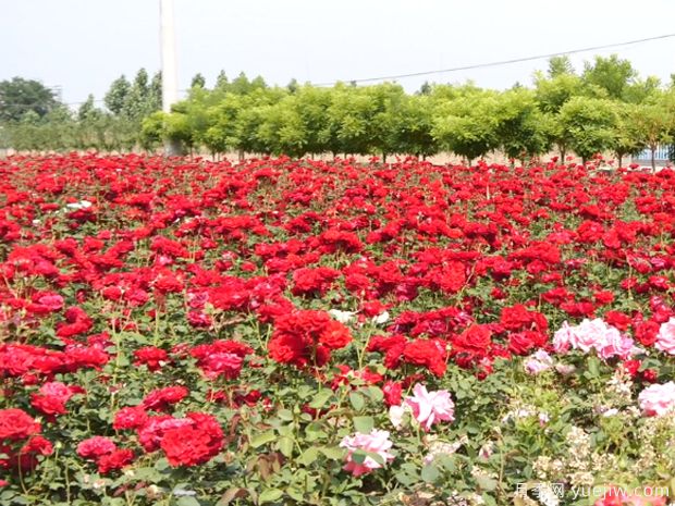 辛集月季市花文化和景觀圖集(圖1)