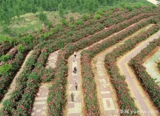 河北邢臺柏鄉(xiāng)：月季迷宮花開引游人(圖1)