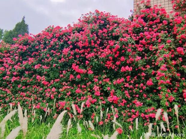 石家莊月季市花文化和景觀圖集(圖4)