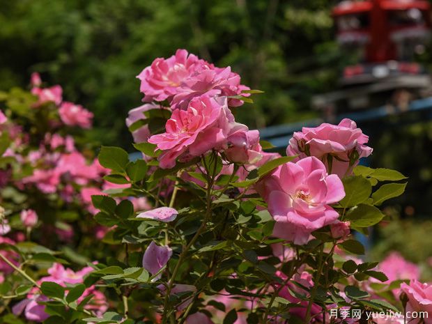 石家莊月季市花文化和景觀圖集(圖7)