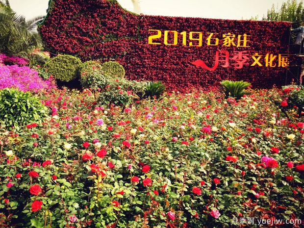 石家莊月季市花文化和景觀圖集(圖1)