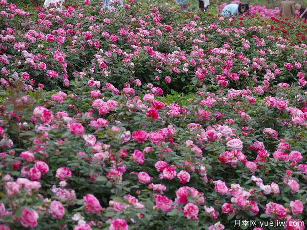 濟寧月季市花文化和景觀圖集(圖2)