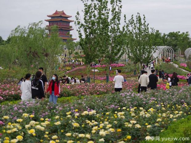 濟寧月季市花文化和景觀圖集(圖3)